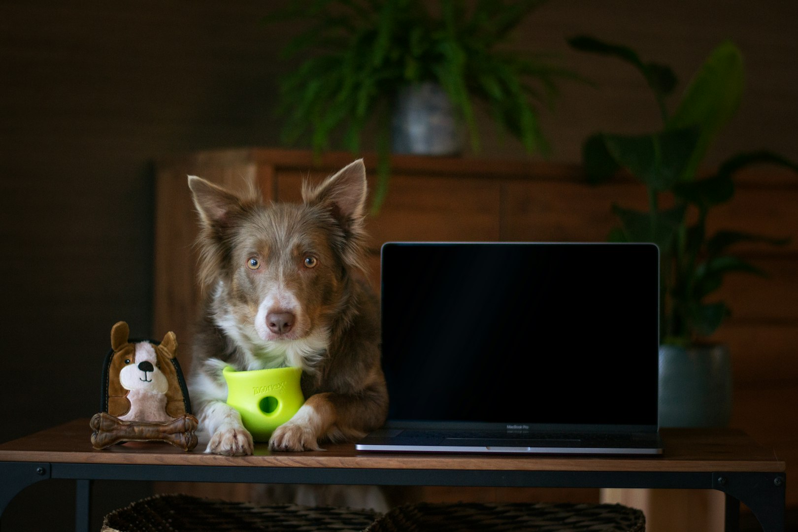 Kostrådgivning hund, nutritionsspecialist, naturlig kost, laga egen hundmat, kostsamtal, kostkonsultation