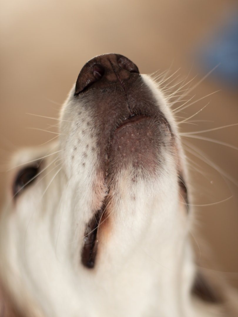 nosework, noseworkkurs, nosaktivering