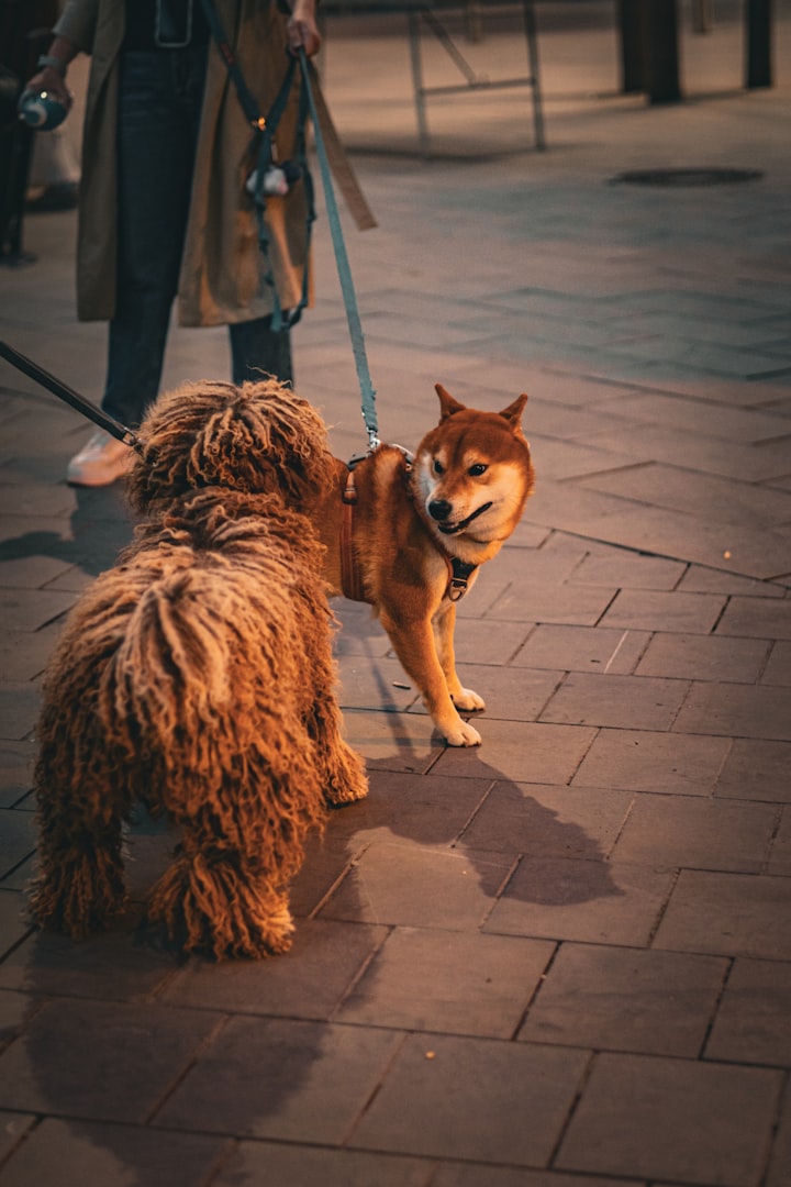 hundmöte, hundmöteskurs, hundmötesproblem, aggressiv hund