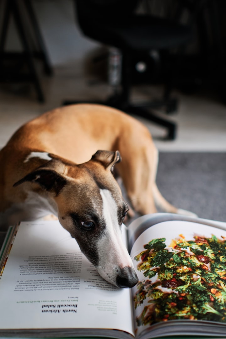 recept på hundmat, hemlagad hundmat, hundgodis, känslig mage, magkaos, fyllning