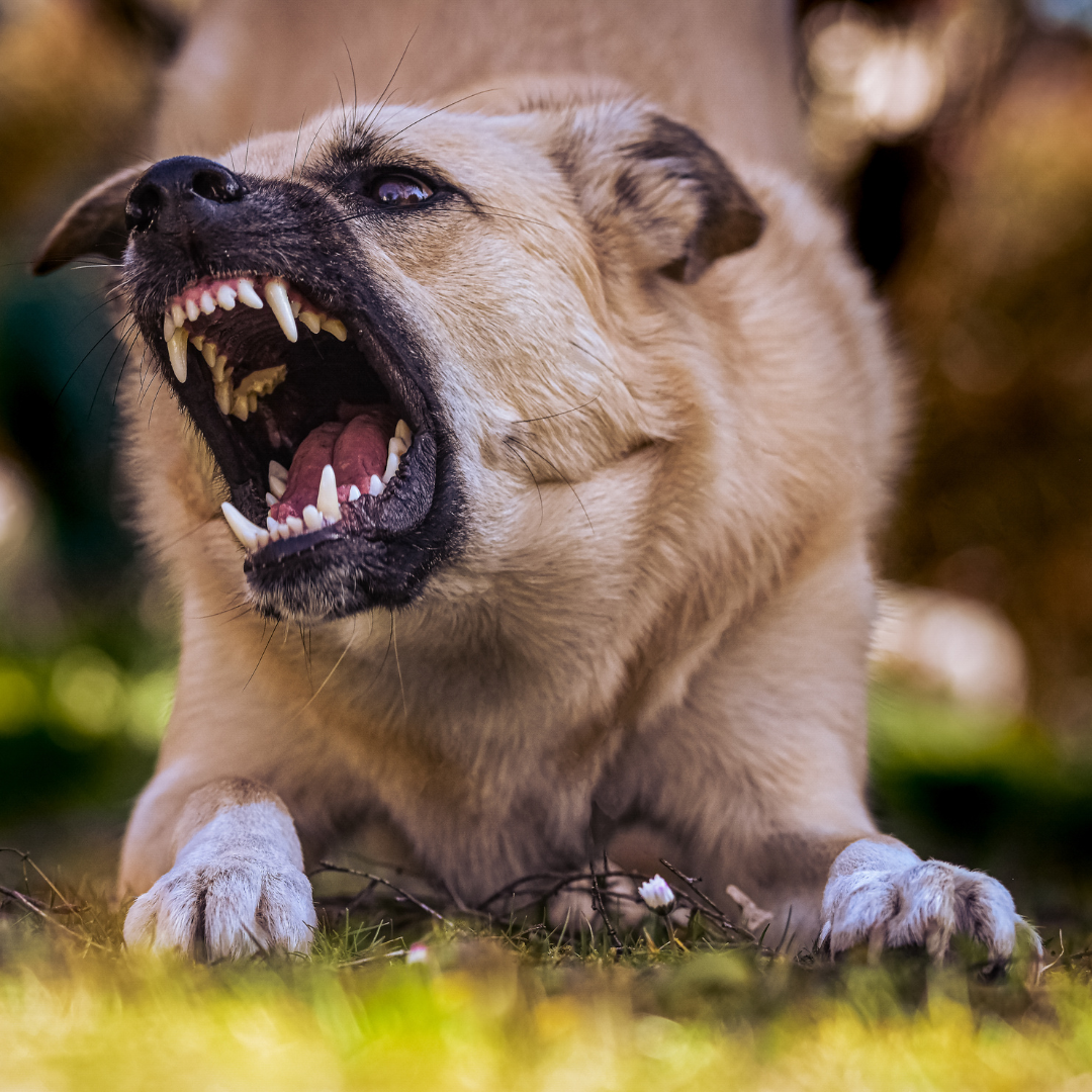 Hundbeteendeutredning, problembeteende, utfall i koppel, aggression, ensamhetsproblem, rädsla, ljudrädsla