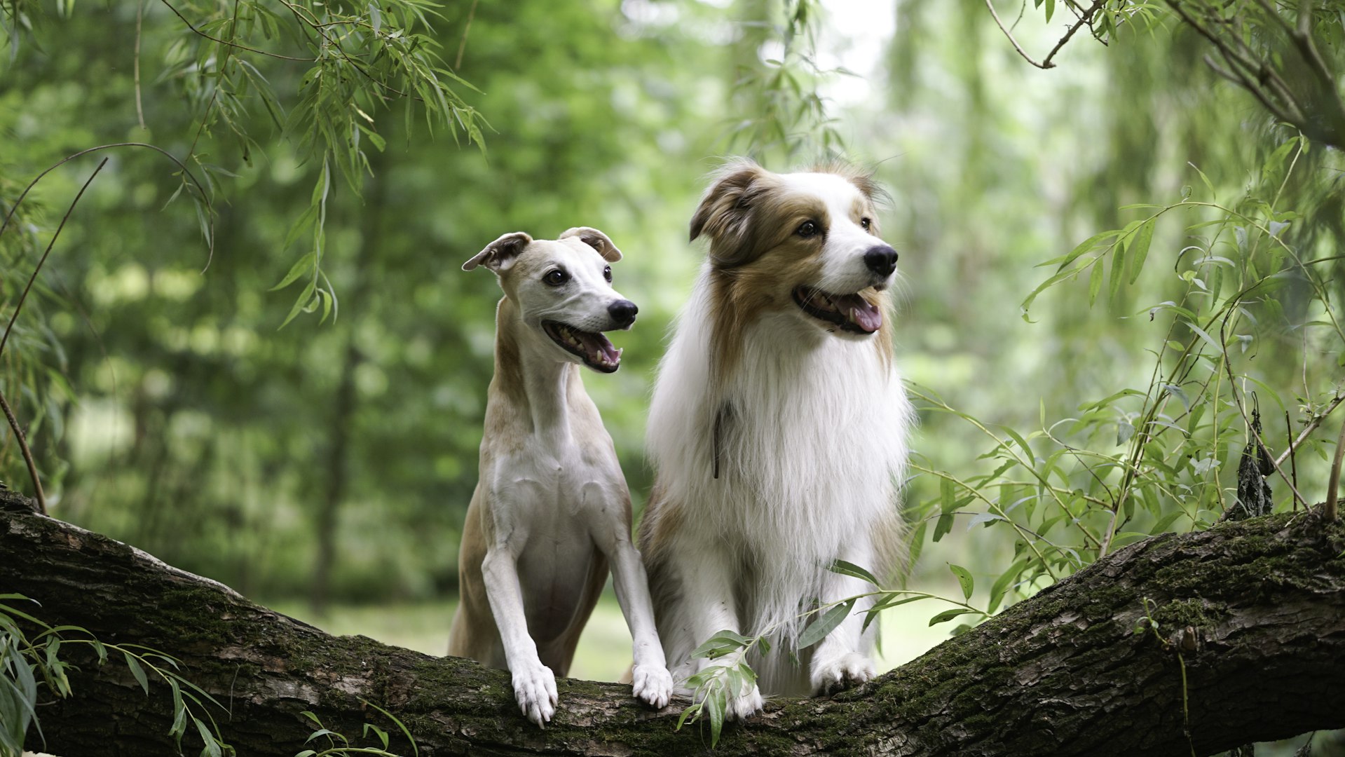hundkunskap, klokskap hund, 