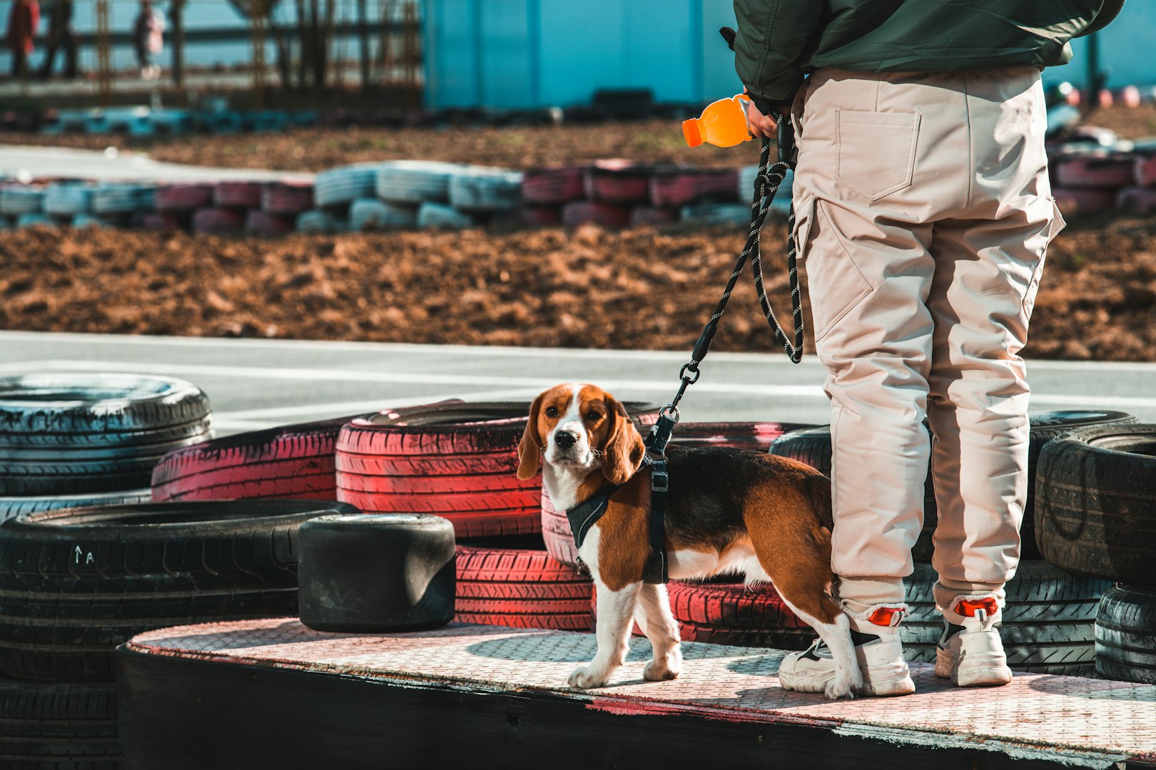 nosework, noseworkkurs, nosaktivering, nosework fortsättning